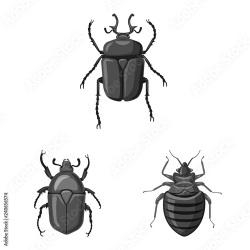 Vector design of insect and fly symbol. Set of insect and element vector icon for stock.