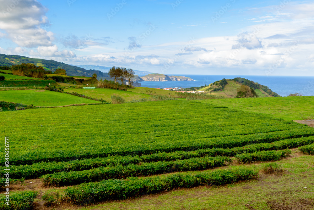 Beautiful View over Gorreana Tea Plantation, São Miguel. Azores