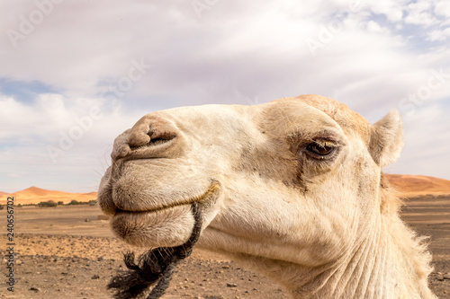 Camel in Sahara desert