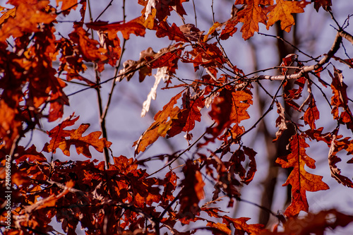 vivid color winter oak leaves on clear sky