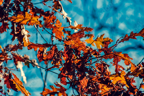 vivid colors of oak leaves in winter solstice on clear blue sky