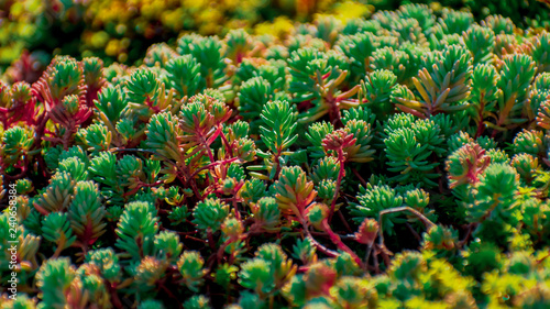 lively winter lichen and moss