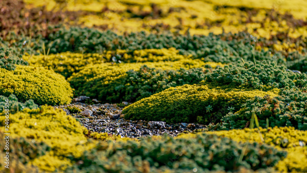 lively and bright winter moss lively and bright winter moss