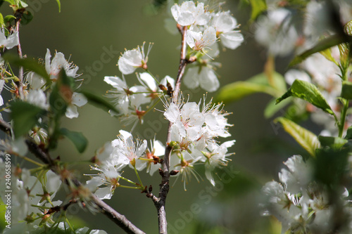 Branch of Prunus americana or American plum with white flowers