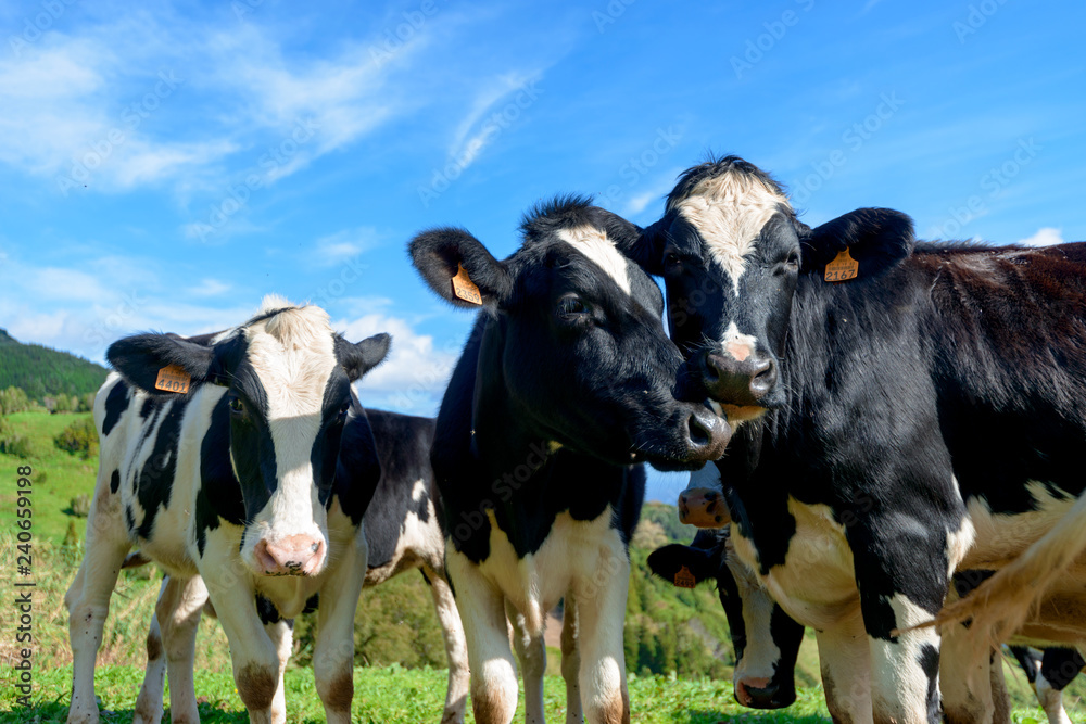 Beautiful Cows in the hill, Azores