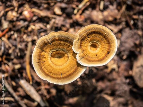 Round shaped mushrooms.