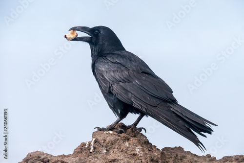 Roque de los Muchachos - Corvus corax - Kolrabe mit Futter im Maul
