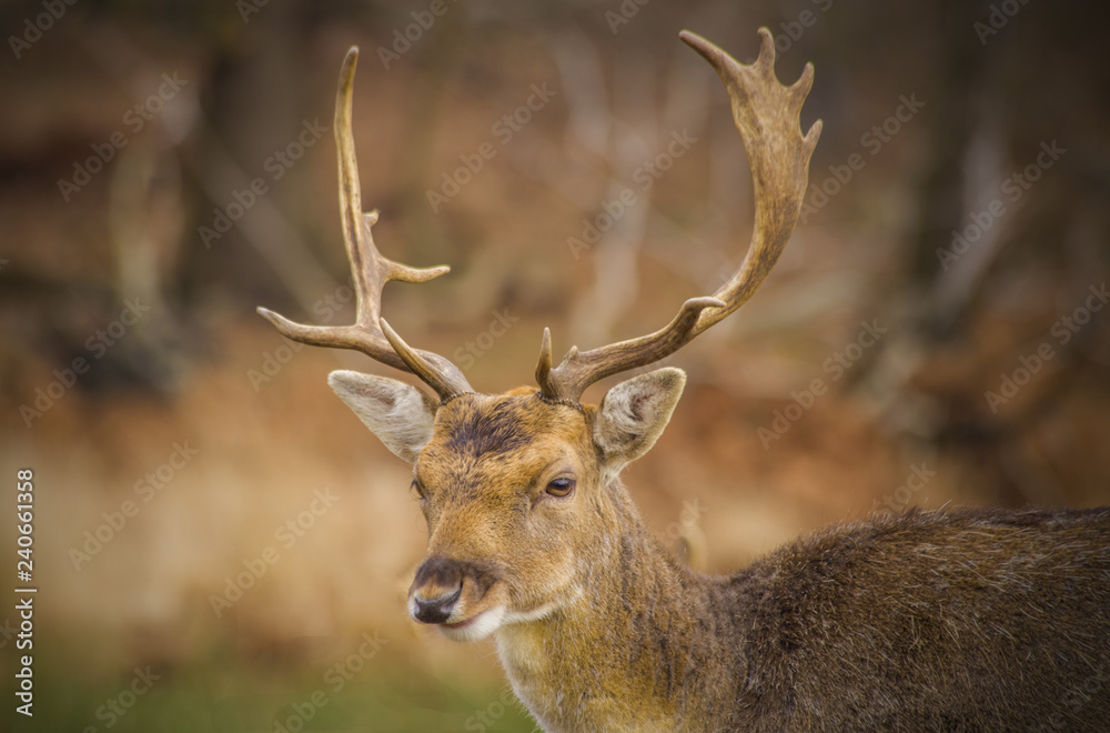 Young single red deer with antlers in the forest Young single red deer with antlers in the forest