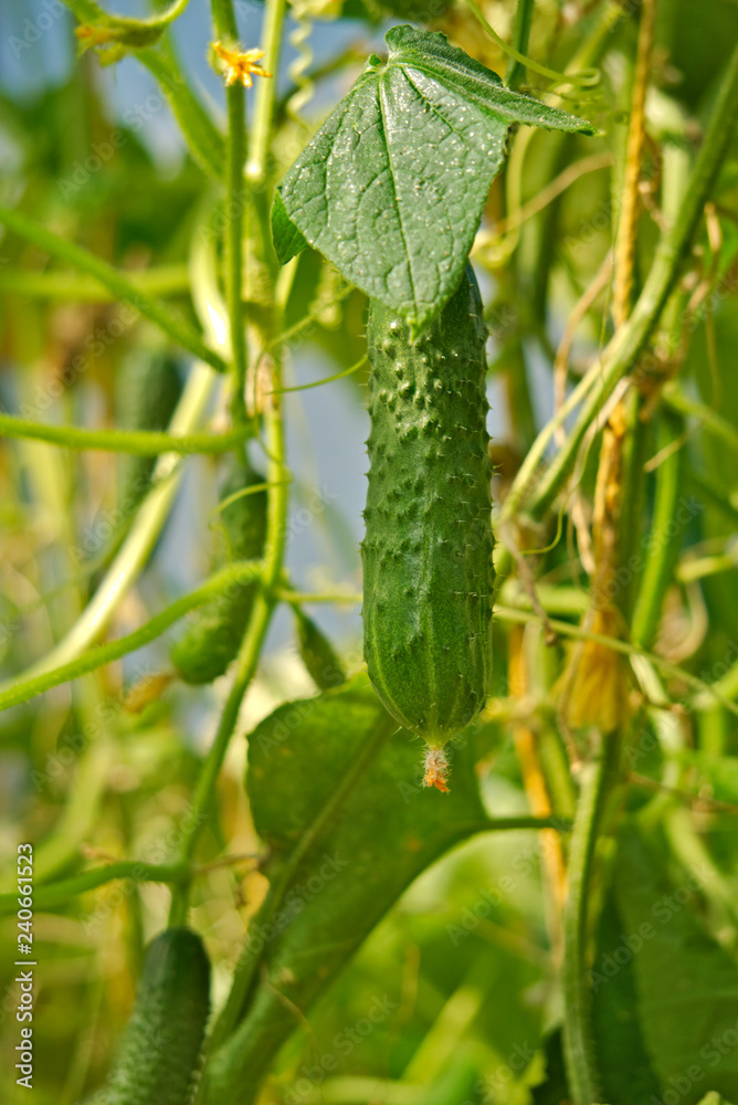 Bush, with cucumbers hanging on it. Bush, with cucumbers hanging on it.