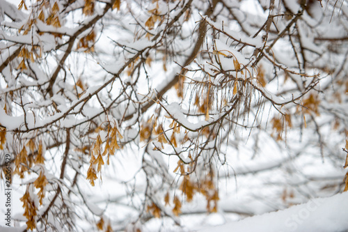Tree with dry yellow leaves under snow in wind. Tree under winter snowfall. Frozen forest background. Tree branch covered with snow. Frost and snowfall concept. Winter landscape. 