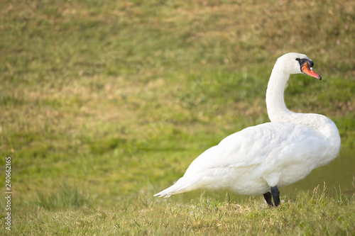 beautiful big white swan stands on green grass