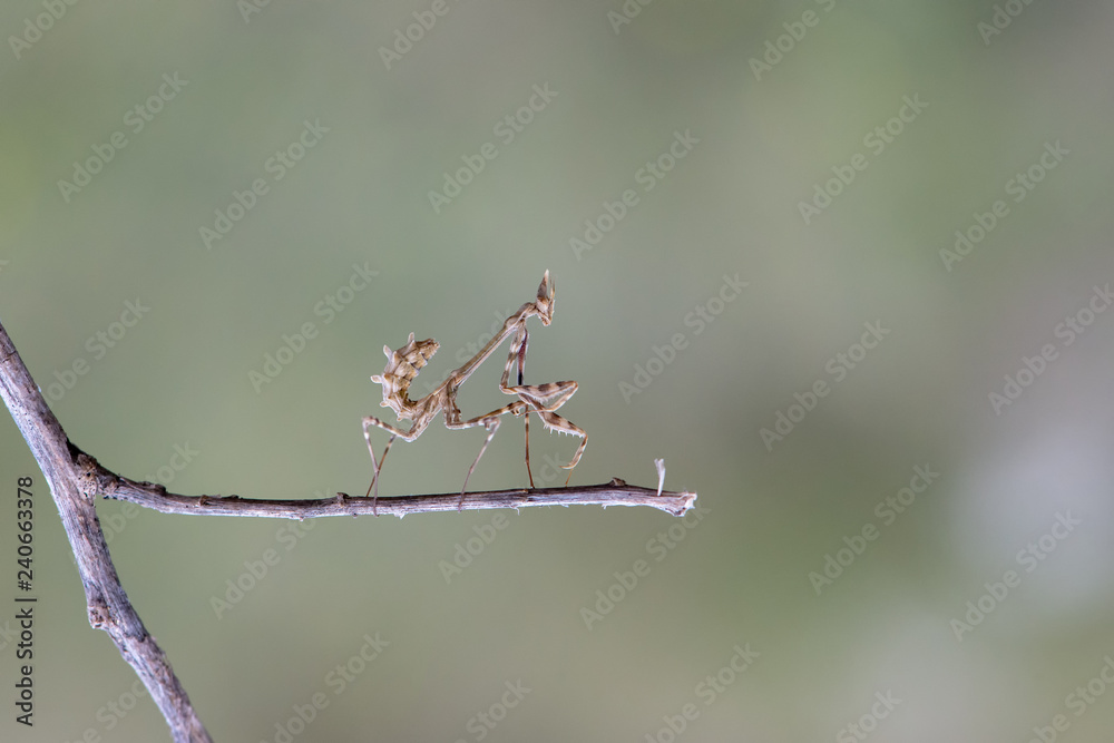 mantis on white background mantis on white background