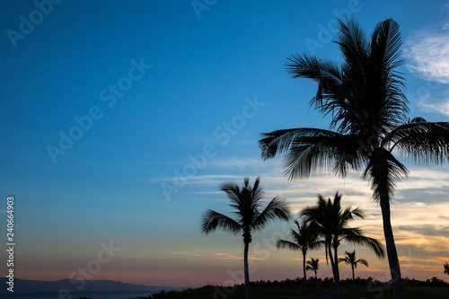 Palm trees illuminated by the setting sun near Punta de Mita, Bucerias, Mexico © Katherine