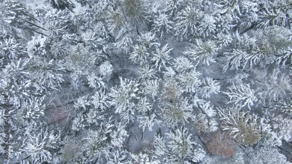 Beautiful winter forest. Aerial view from the drone. Beautiful winter forest. Aerial view from the drone.