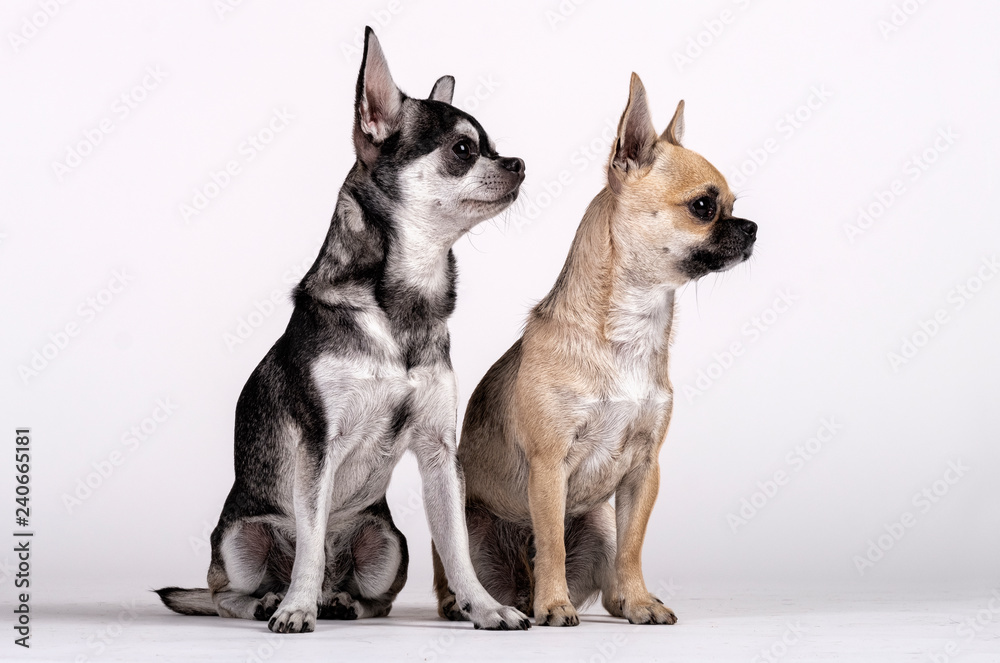 couple of Chihuahuas, male and female looking towards the side