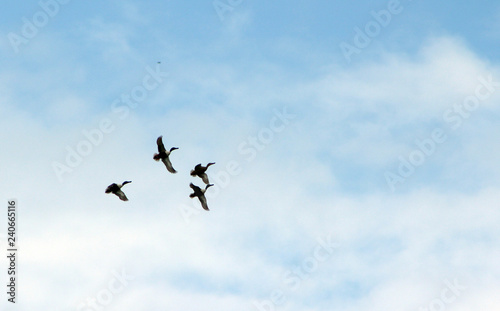 A flock of ducks flying in blue sky