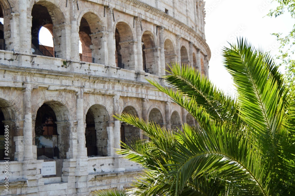 colosseum in rome italy with palm trees
