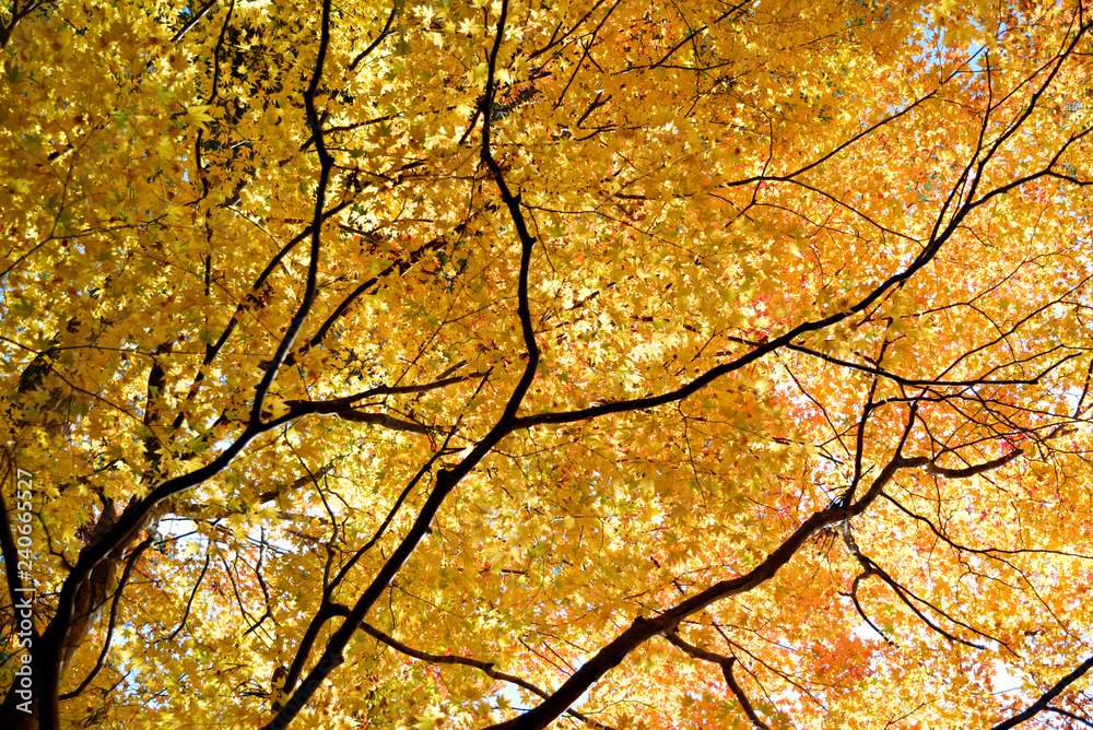 山の紅葉 山の紅葉