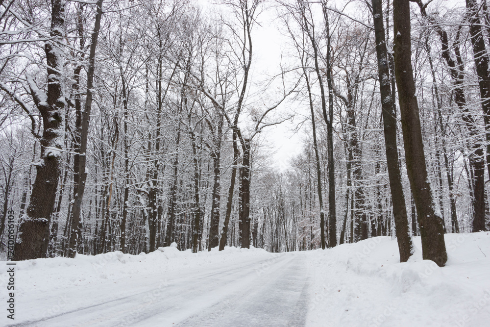 Fototapeta premium the road in the winter forest and trees in the snow on a cloudy day
