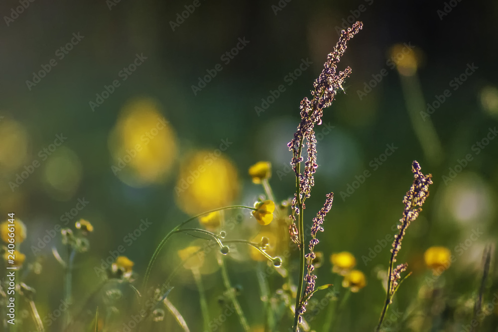 natur natur