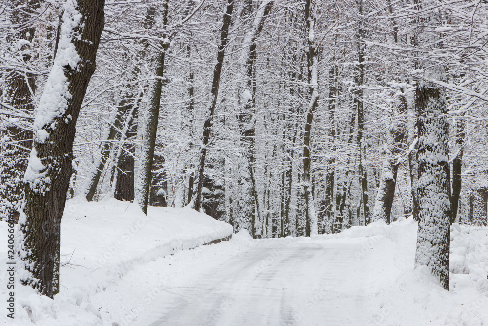 Fototapeta premium the road in the winter forest and trees in the snow on a cloudy day