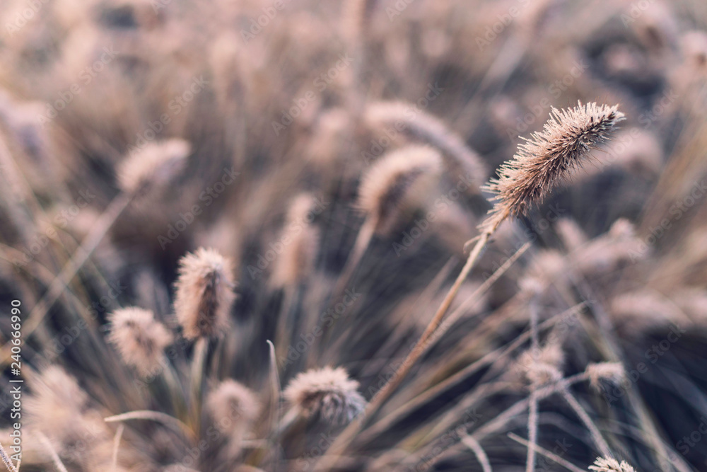 Beautiful blurry background with dry grass covered in winter frost in foreground Beautiful blurry background with dry grass covered in winter frost in foreground