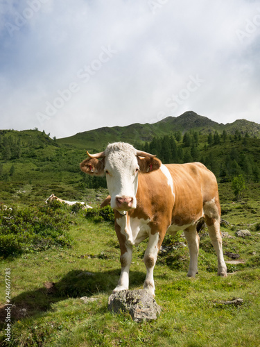 Fleckvieh in den Bergen © agrarmotive