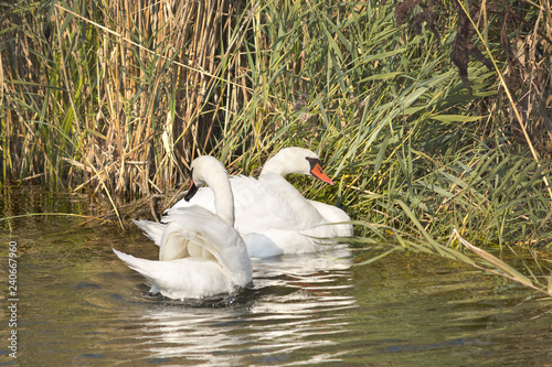 beautiful two white swan swimming on the lake