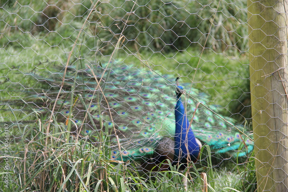 Obraz premium peacock