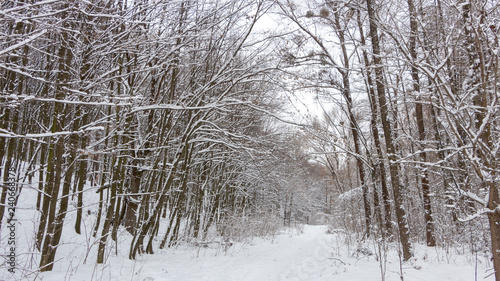 Concept winter beauty. Hardwood. With bare trees covered with snow.