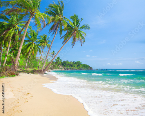 beach and coconut plm tree, Langob beach, Malapascua island, Cebu © Alexander Ozerov