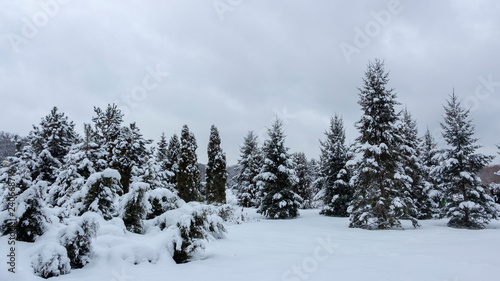 Snowy coniferous forest. Concept of winter beauty and freshness © maykal