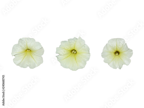 Delicate white and yellow petunia flowers isolated on a white background