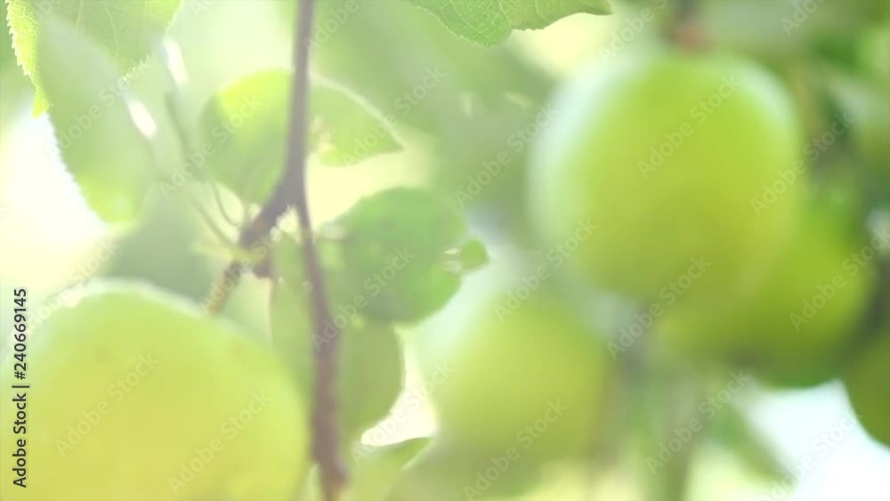 Apple tree. Organic apples hanging on branch in a garden. Growing green apples closeup. Slow motion 4K UHD video 3840x2160 Apple tree. Organic apples hanging on branch in a garden. Growing green apples closeup. Slow motion 4K UHD video 3840x2160