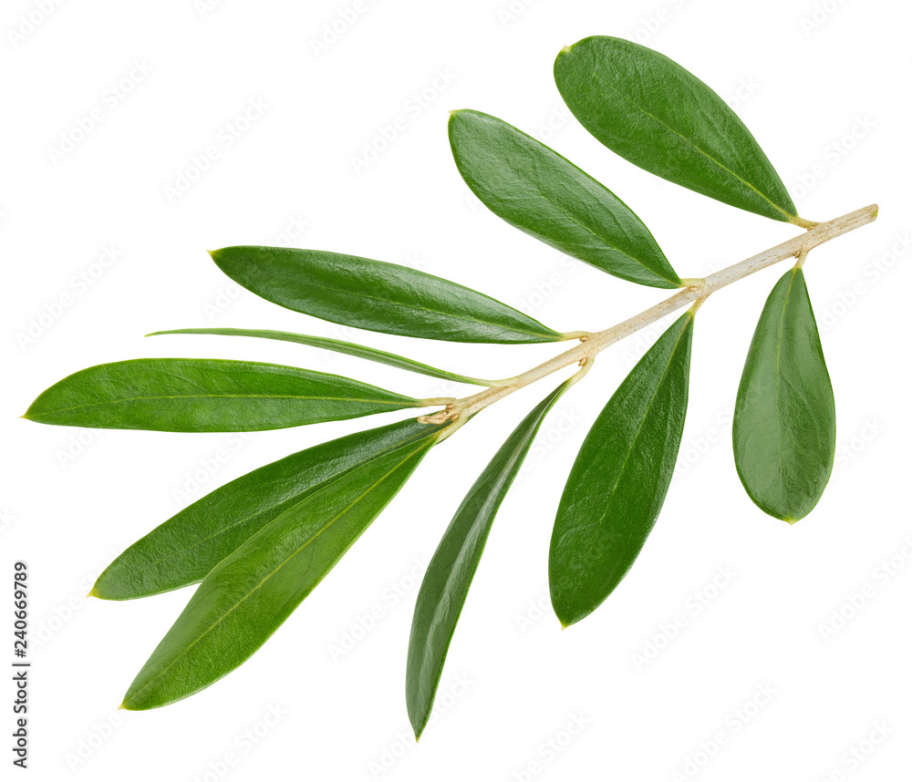 Obraz premium Olive leaves isolated on white