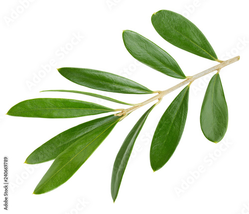 Fototapeta Naklejka Na Ścianę i Meble -  Olive leaves isolated on white