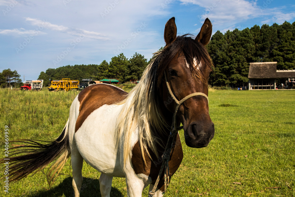 Horse running freely in a field in Uruguay Horse running freely in a field in Uruguay