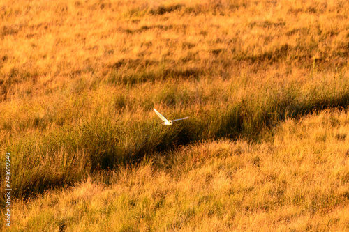 Flying Wild Barn Owl hunting at sunset time in nice light in the natural habitat in Yorkshire Dales, UK © Naeem