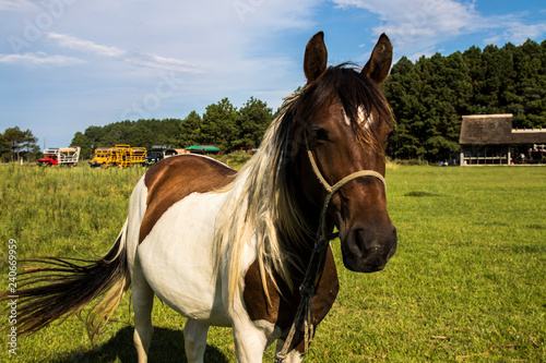 Horse running freely in a field in Uruguay