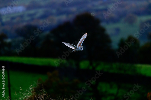 Flying Wild Barn Owl hunting at sunset time in nice light in the natural habitat in Yorkshire Dales, UK
