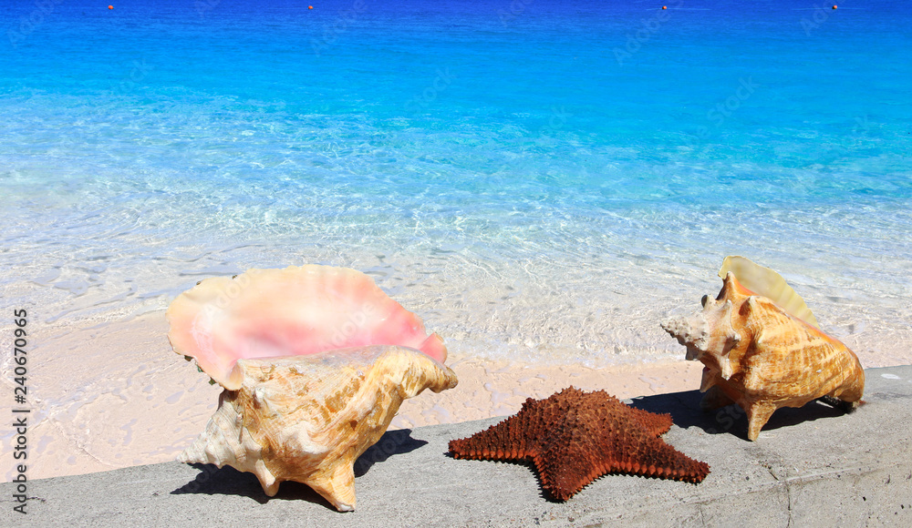 sea shells and turquoise water of caribbean