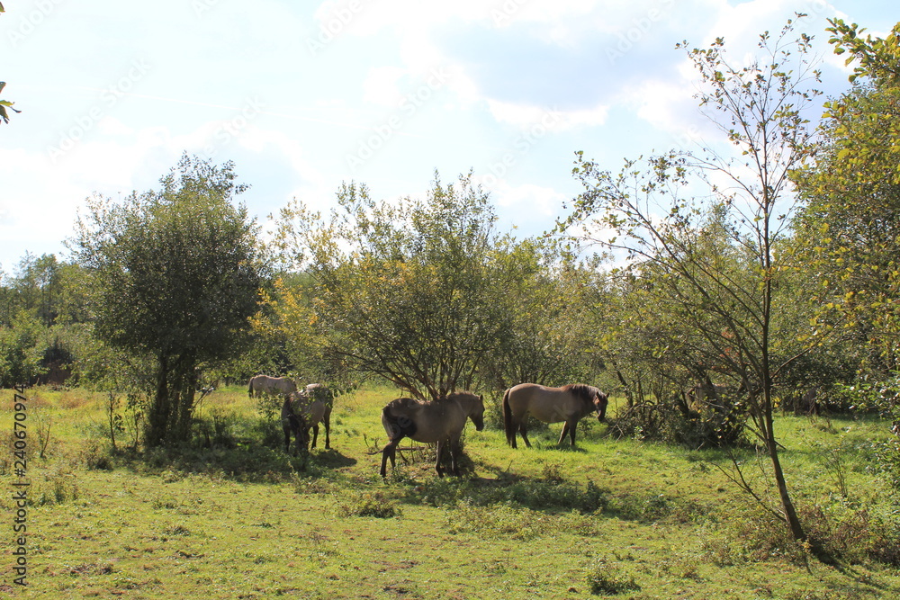 Fototapeta premium group of small grey konik horses grazing between the shrubs in the green field in the forest in summer