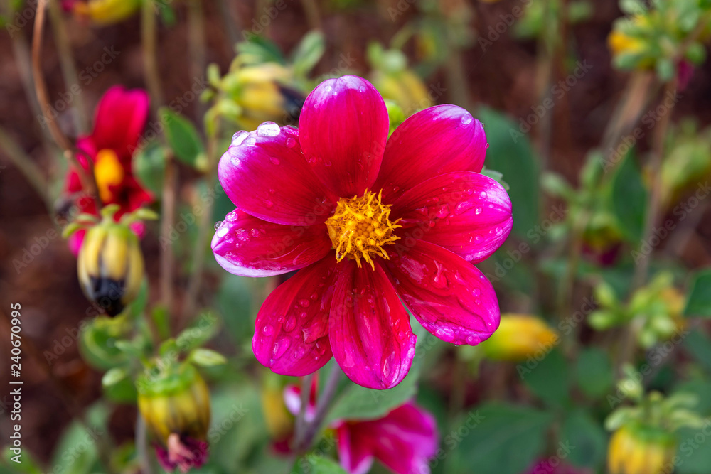 Daisy Dew Daisy Dew