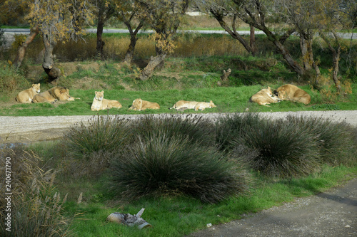 Fototapeta Naklejka Na Ścianę i Meble -  Groupe de lions au repos