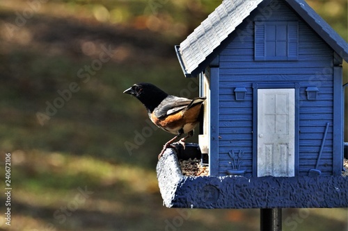 A pretty male Eastern Towhee (Pipilo erythrophthalmus) perching on the bird feeder in the garden, Winter in Georgia USA. photo