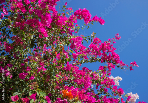 pink flowers on background of blue sky © Olena