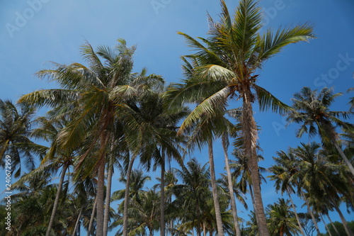 palm trees and blue sky