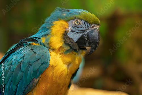 Ara Papagei © lexpixelart