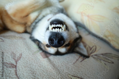 white teeth of dog photo