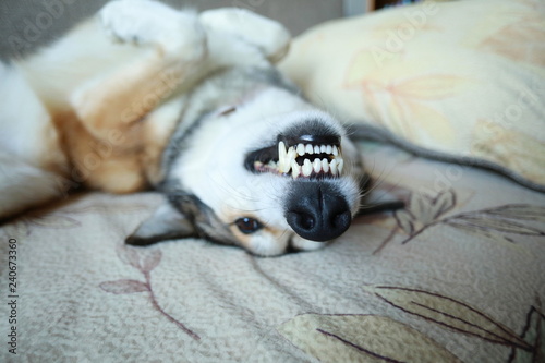 white teeth of dog